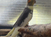 Cockatiel