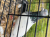 High Flyer Pigeon, Healthy and Active