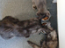 Gorgeous female maincoon smoke tortie