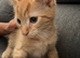 Kitten playful