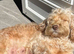 Beautiful fb1 cockerpoo puppies