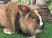 Black harliquin lionhead Doe