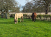15hh Companion Light Hack Mare for Full Loan