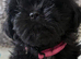 Shih tzu Kent