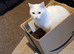 Cat for rehome