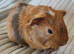 Guinea pigs