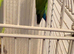 Male love bird untamed