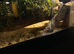 LARGE snake collection for sale