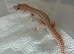 Two male leopard geckos