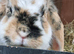 3 mini lops