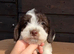 FARM BRED Jack Russell puppies