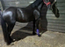Princess pearl 3 1/2 year old welsh cob 13HH
