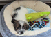 Shihtzu cross jack Russell