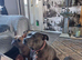 Blue staffy bitch (Betty) for sale