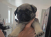 Pug puppies hull area