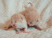 Beautiful BSH kittens
