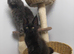 Maine coon kitten
