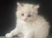 Rare lilac bicolour ragdolls