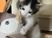 Stunning, friendly Ragdoll Cross Kittens