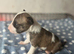 Miniature bull terrier puppies