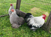 Trio of Pure Bred Silver Partridge Pekin Bantams 12 months old