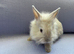 Lionhead babies