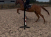 Layla gorgeous 16hh 5 yr old mare