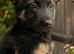 Stunning German Shepherds