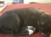 JAPANESE AKITA X STAFFIE PUPS