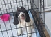 9 week old cocker spaniel puppy