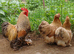 Pekin hatching eggs
