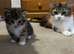 6 week old kittens