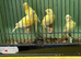 4 Young Irish Canaries