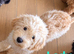 Beautiful CockerSpanial X Poodle pups
