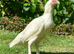 Pure white aseels imported stock