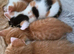 Gorgeous Half-Bengal Cross Kittens