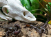 Emperor Scorpions at Birmingham Reptiles