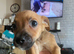 5 puppies for sale