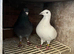 Racing pigeons for sale
