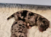 Beautiful Blue Merle Maltipoos