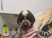 Cocker Spaniel stud