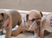 4 french bulldog puppies