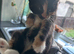 6  lovely kittens looking for good homes ready to go