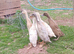 Young indian runner females