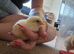 1 day old mixed breed chicks
