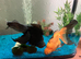 Blackmore Fancy Goldfish x 2 & 2 Loach and Accessories NO TANK