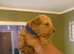 5 toy poodle puppy’s for sale