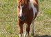 Show Quality Registered Miniature Shetland Colt Foal