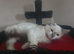 Ragdoll kitten