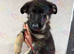 Reduced ready now kcreg Black and Tan carrying Isabella
